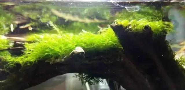 本色水景雨林,本色水景假山