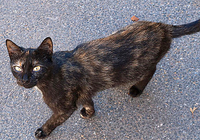 猫咪太胖被嫌弃下决心要努力减肥,猫咪暴瘦怎么长肉