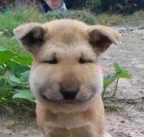 周冬雨拔的是哪颗智齿,周冬雨拔智齿脸肿成了表情包