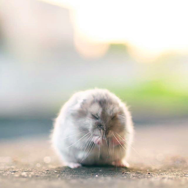 仓鼠要是走丢了它可以挖地道吗,仓鼠走丢了怎么快速引出来