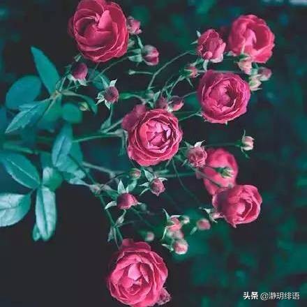 不喜欢去老婆娘家,不愿意回婆家的女人是什么心理