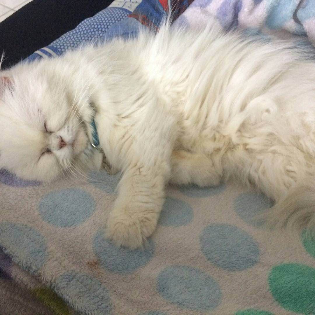 猫瘟热属于哪种病毒,猫瘟热什么症状