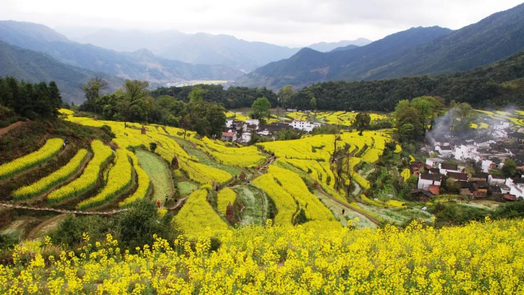 婺源旅游是怎么火的,婺源是从什么时候开始有名气的