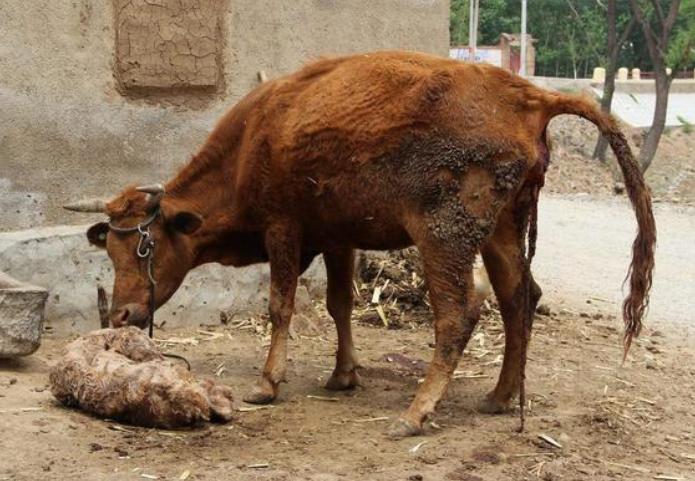 母牛产后不吃草怎么办？母牛产后不吃不喝怎么办？这些方法很有用