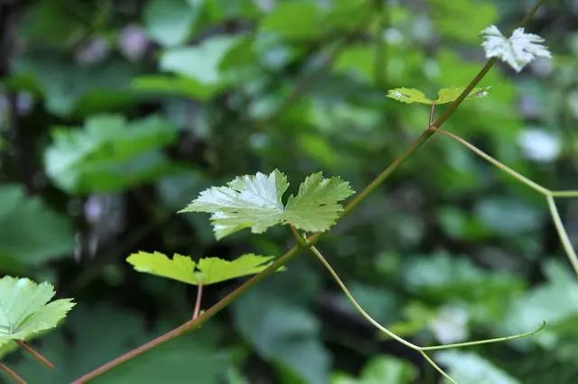 葡萄常见病害的识别与防治霜霉病,阳光玫瑰葡萄最常见病害