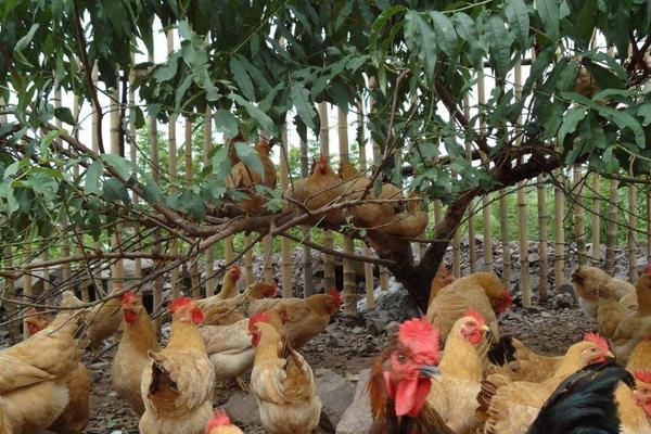 养鸡先进设备和工具,养鸡场一般有什么设备