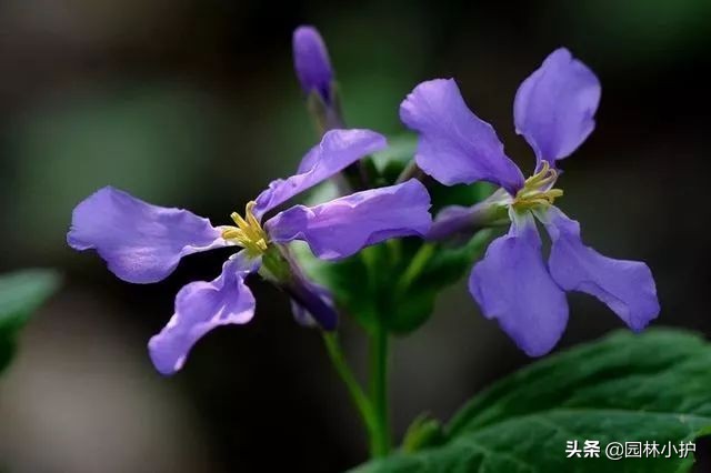 《二月兰》,二月兰中国北京