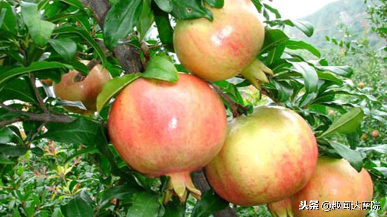 老人说“一个石榴十副药”，到底有什么科学依据？看完长知识了