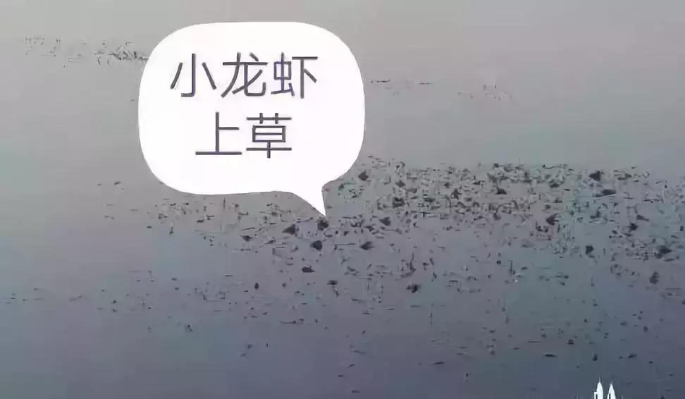 小龙虾塘螺蛳死亡的原因,小龙虾出现死亡现象怎么救治