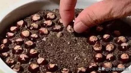 吃完的水果不要扔试试在家就能种,吃完的水果种子