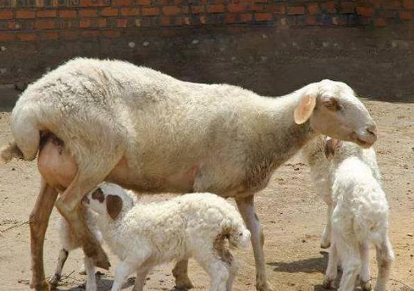 羊产后不喝红糖水怎么办,羊产后不吃东西怎么办