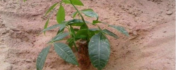 发财树根部枝条太多太细怎么办,发财树太细剪断能活吗