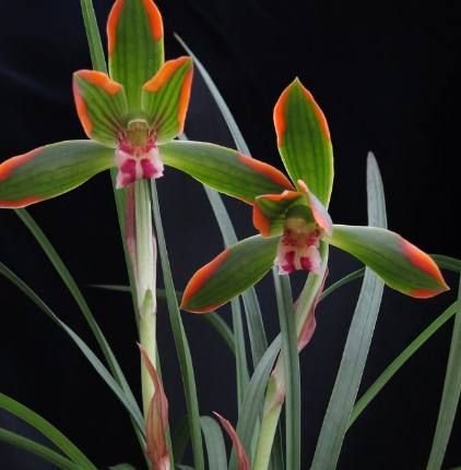 豆瓣兰养护方法,豆瓣兰深养还是浅养