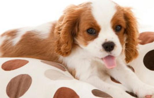 除犬瘟、细小以外，对狗来说第3大疾病—冠状病毒，一文为你解析