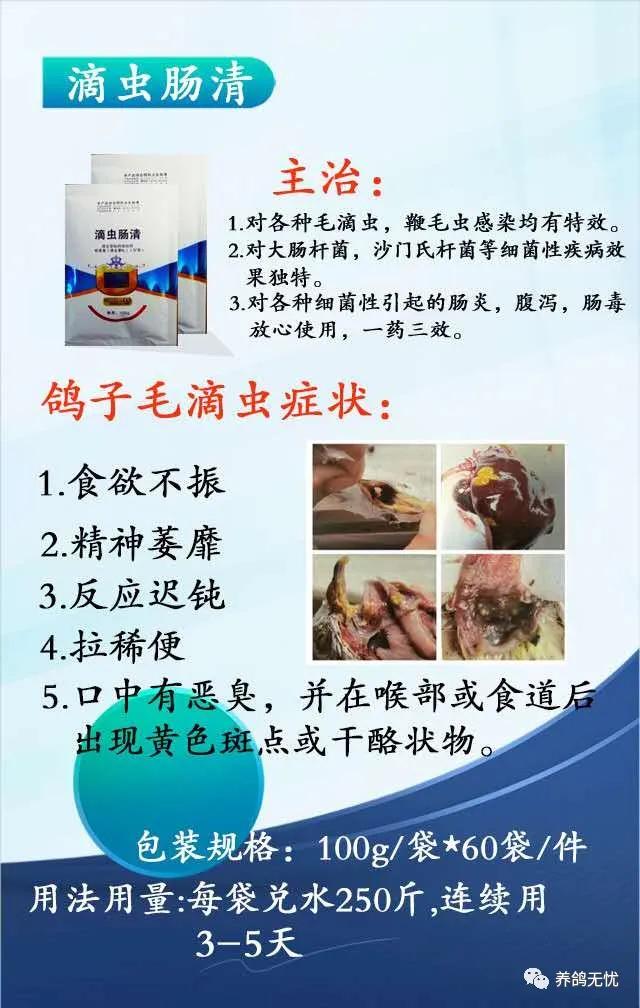 信鸽预防毛滴虫最好的方法,平常预防毛滴虫喂几天