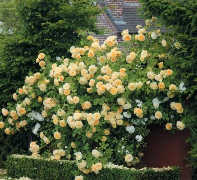 99棵月季,最值得入手的玫瑰月季