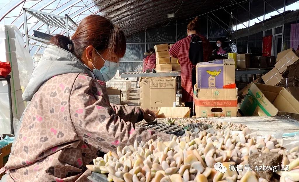 曲周县西木多肉科技,河北曲周多肉植物批发
