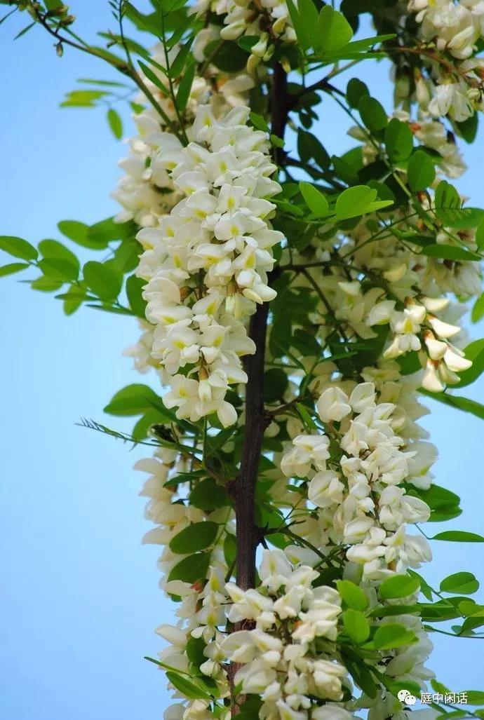我心目中的玫瑰花,我心目中的花
