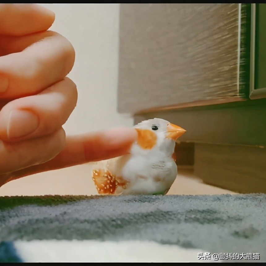 瓒呮不鎰堢殑灏忛笩,瓒呮不鎰堢殑灏忛笩瑙嗛