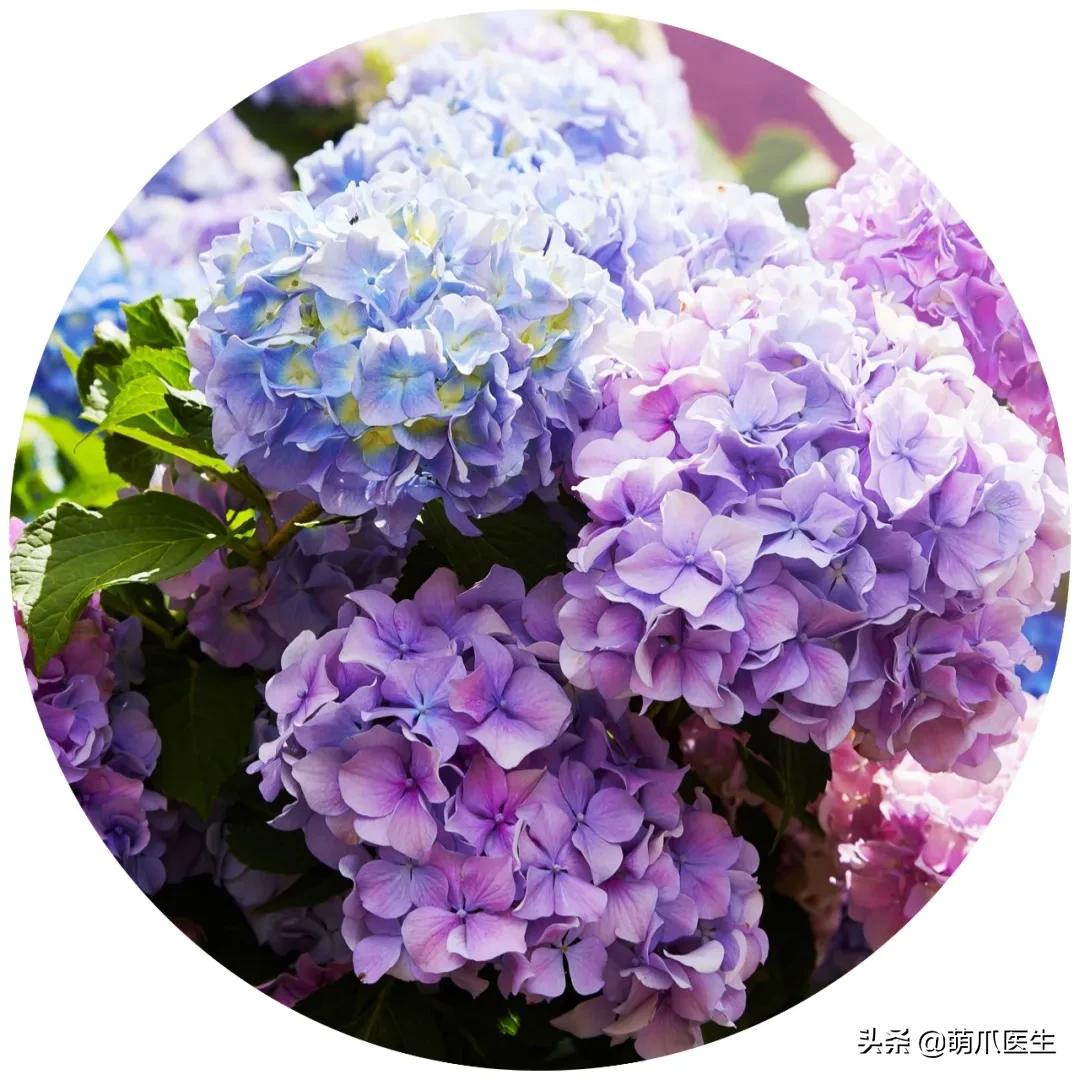 家有萌猫，千万别养这些花草！！