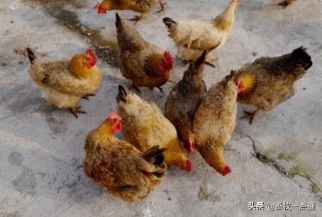 怎样预防绦虫及囊虫病,鸡球虫病最佳预防期