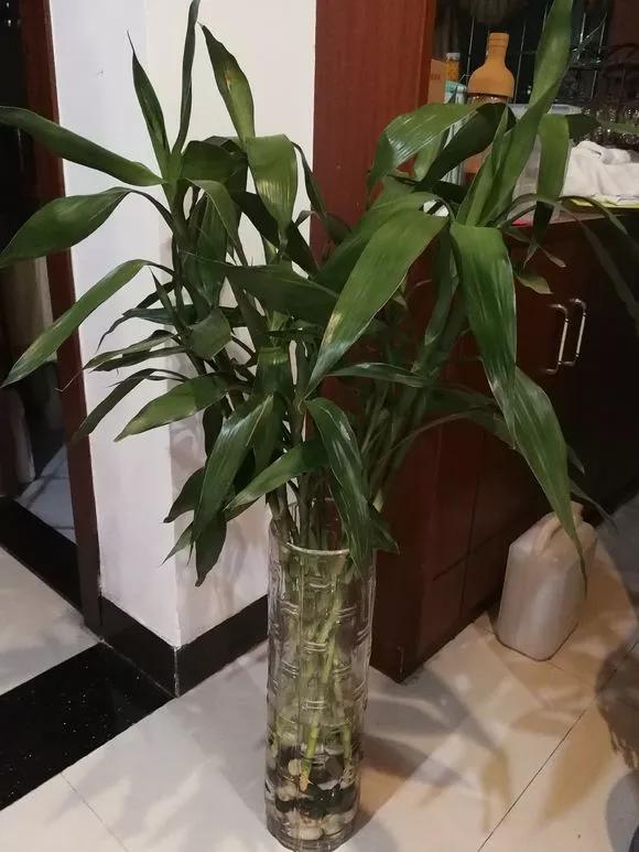 家里养的富贵竹，突然就烂根了，3种正确处理方式，预防烂根