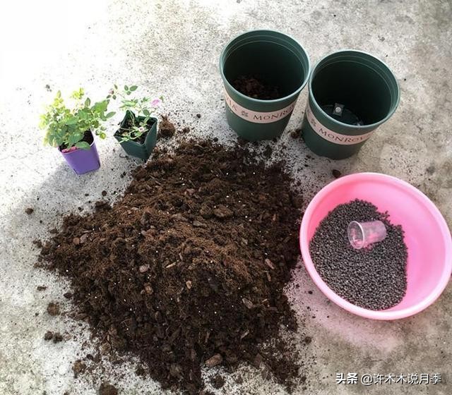 月季新手种植教程，购苗、修剪、施肥、浇水、喷药，手把手教你