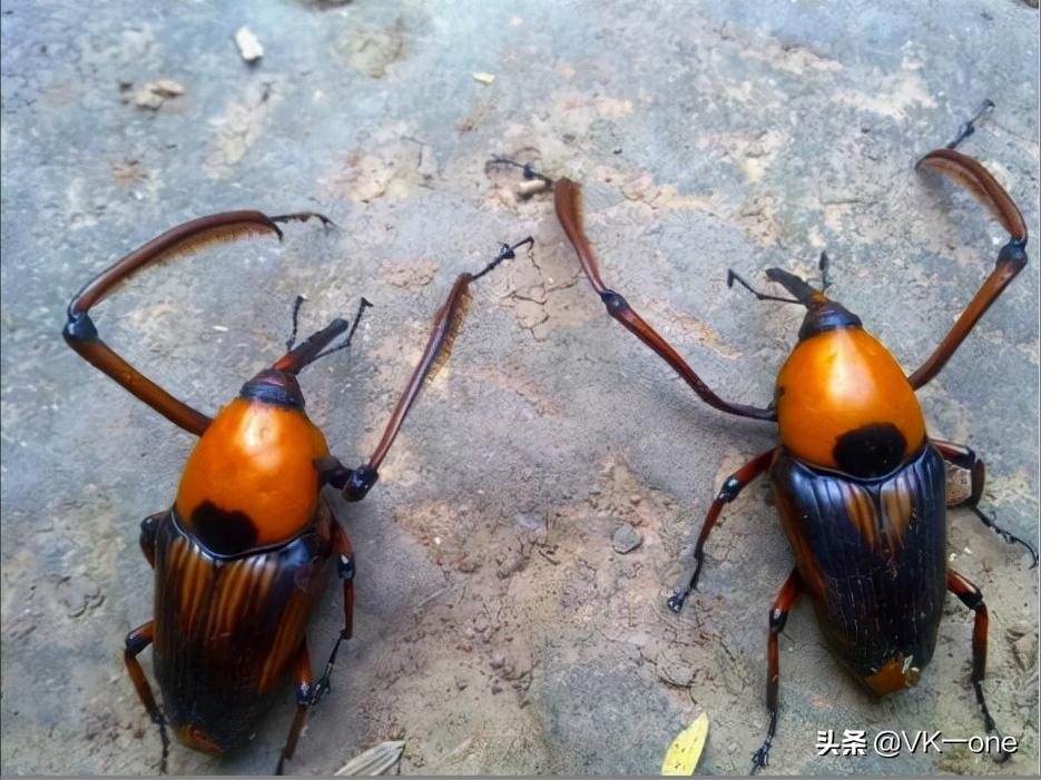 农村80后才看得懂的图和知道的经历