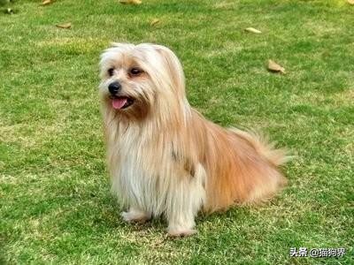 颜值小型犬,中小型犬颜值排行