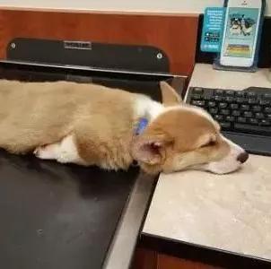 灏忕煭鑵挎煰鍩烘悶绗戣棰戝ぇ鍚堥泦,鍙埍鐨勫皬鐭吙鏌熀鐙楃嫍