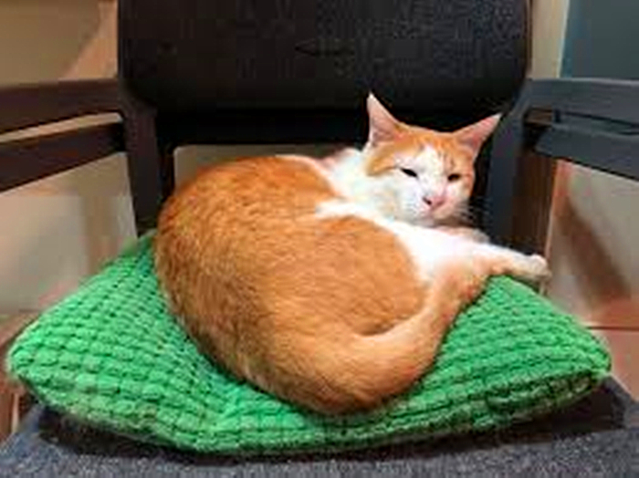 猫咪饮水是什么原因,猫咪饮水过多