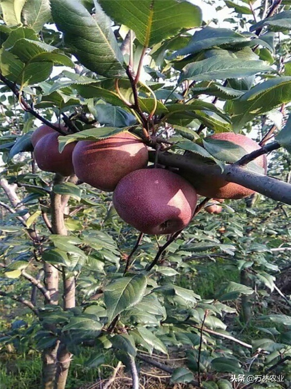 有一种新品种梨树叫黑梨树,柱状梨树图片欣赏梨树新品种