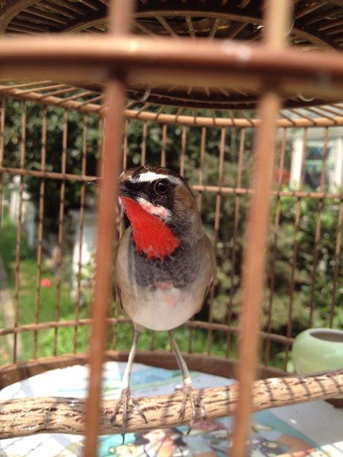 为什么说靛颏鸟是鸟中君子,鸟中君子蓝靛颏