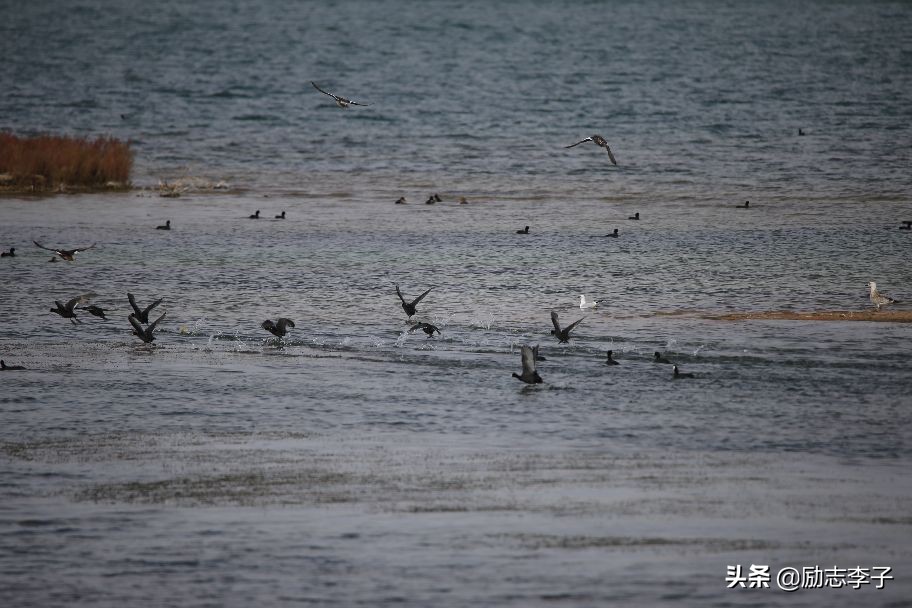 宁夏候鸟,候鸟监测简报
