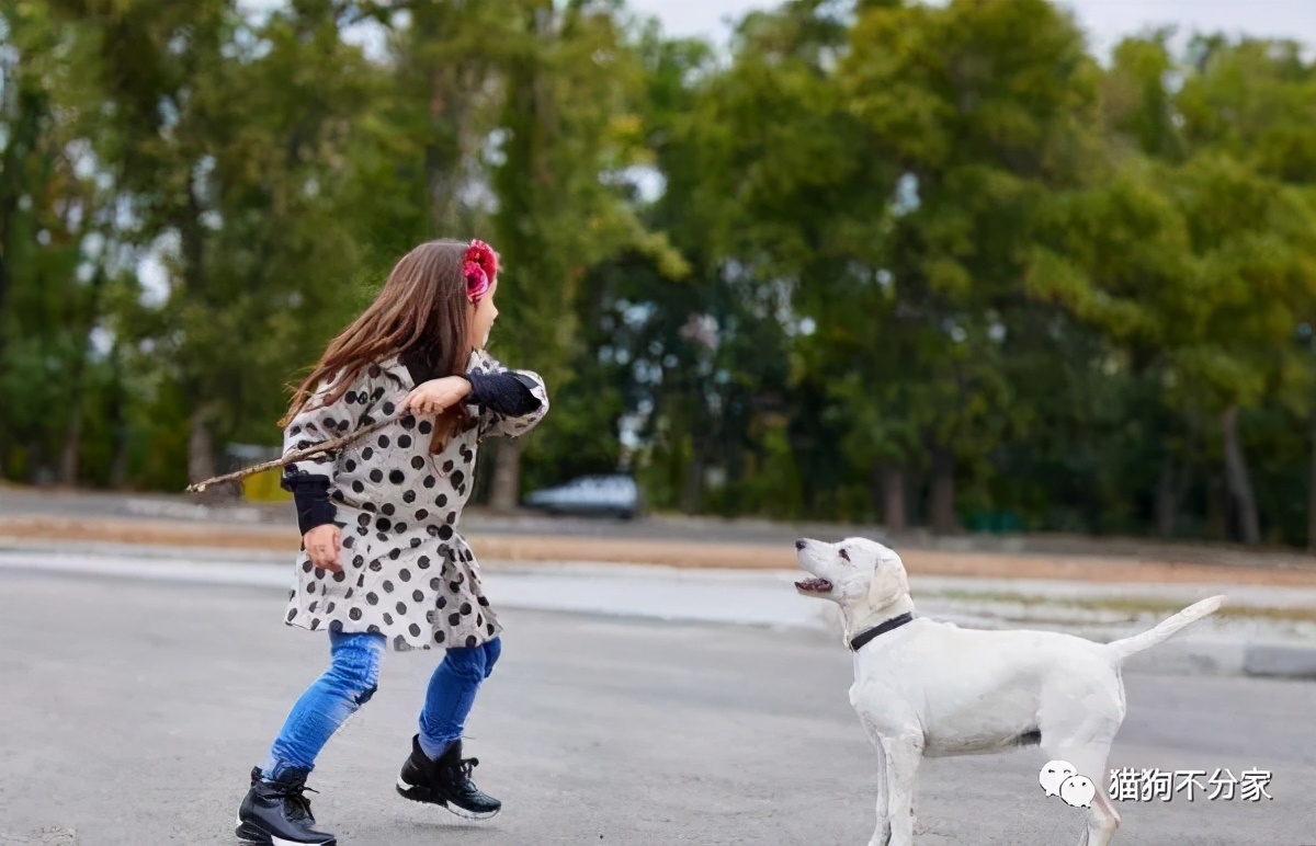 家里狗狗爱打架怎么办,家里狗狗总想咬人怎么办