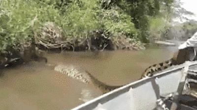 世界上最大的蛇跟绿森蚺决斗,最长的蛇是什么蛇森蚺