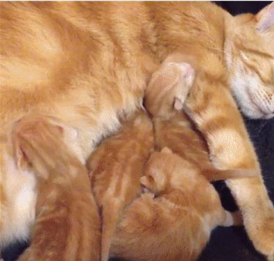 猫咪分娩前流出粉色粘液,猫咪分娩前兆是什么