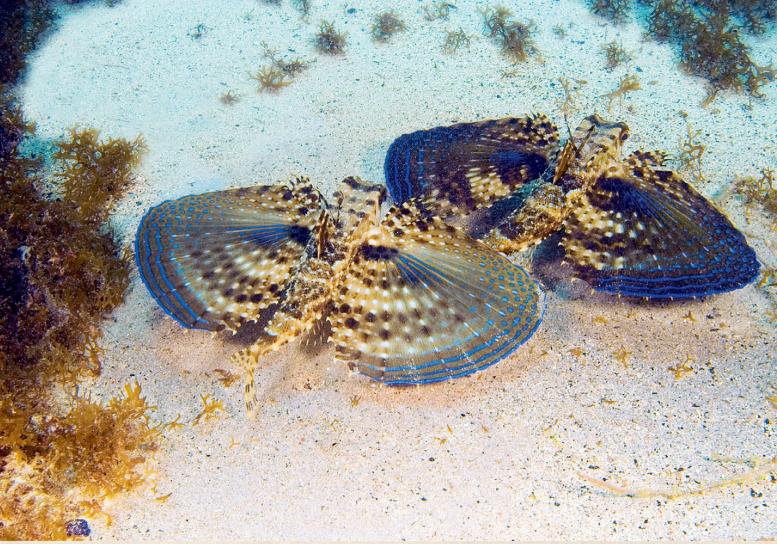 你可能没见过飞鱼，但是你一定吃过它的卵