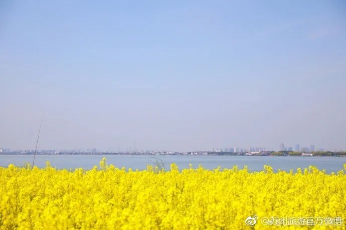 苏州赏花推荐景点有哪些,苏州赏花踏青攻略