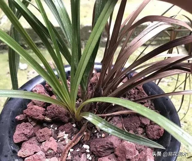怎样预防兰花得软腐茎腐病,兰花如何预防软腐病和茎腐病