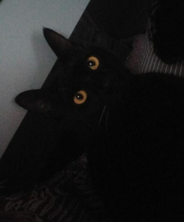 养黑白相间的猫十大禁忌,养纯黑色猫有什么好处