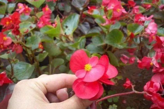 室内宜养的花海棠四季开花吗,四季海棠开花时候施什么肥料好