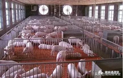 猪场猪栏,养猪栏的优缺点