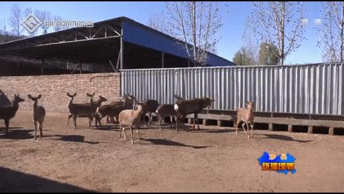 涉县任志方：90后小伙致富有“鹿”