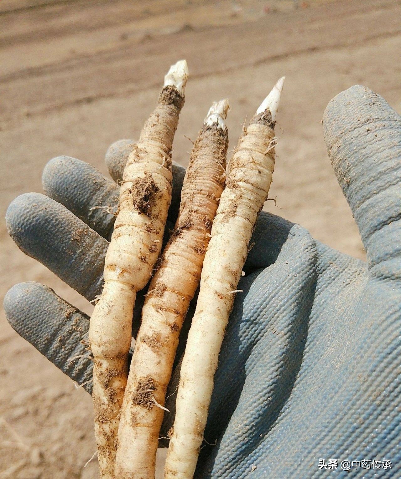 *党**参在市场上有哪些掺假现象？我们如何区分质量好坏？