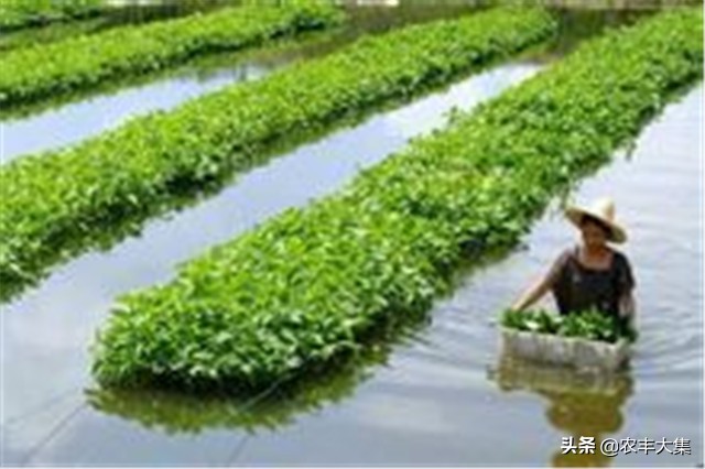 鱼塘里种空心菜可以净化水质吗,鱼塘种植空心菜