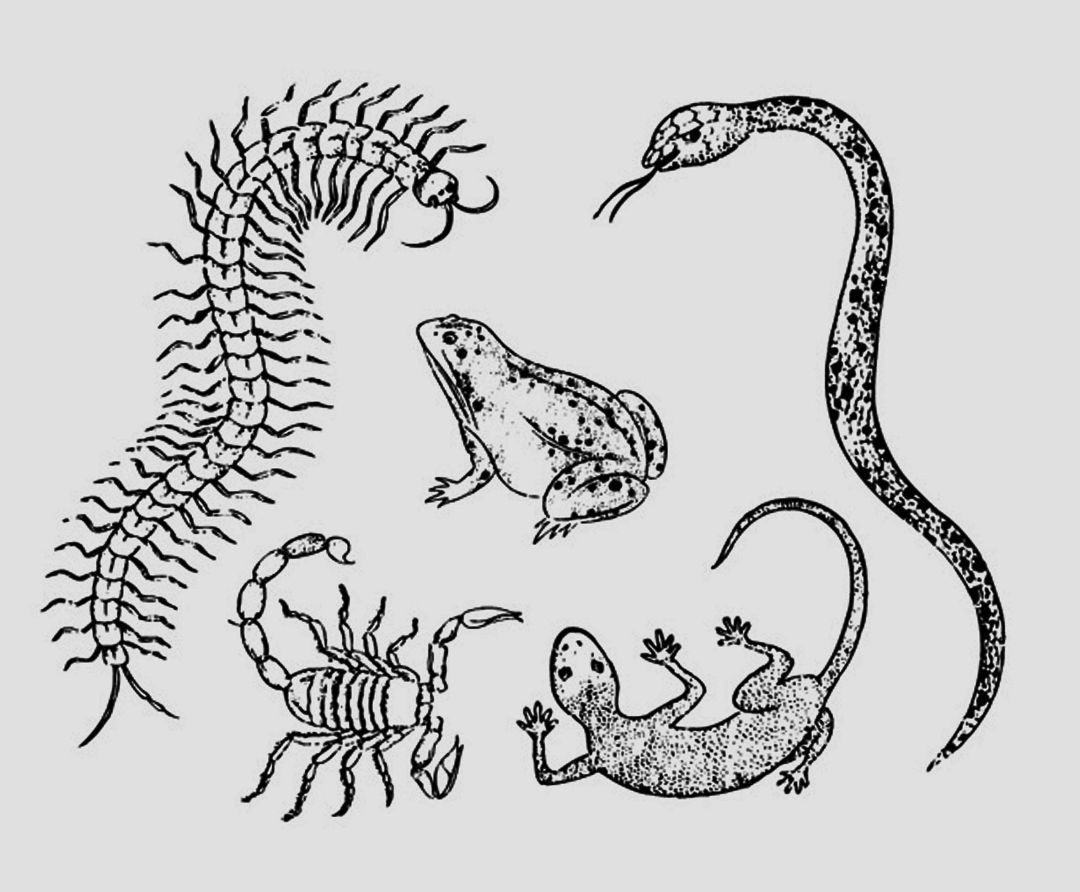 人畜无害的壁虎为什么会列入五毒,五毒之一壁虎为什么有毒