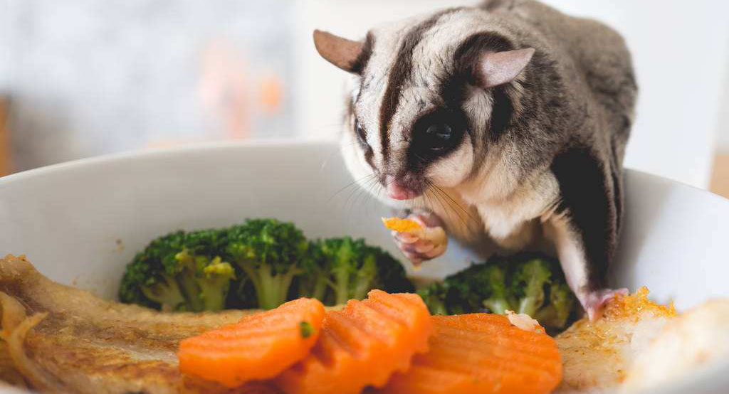 追星女孩的蜜袋鼯领养体验之5点