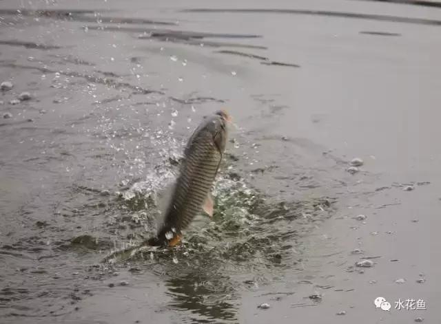 水产养殖低温用什么药,水产养殖不能使用什么药物
