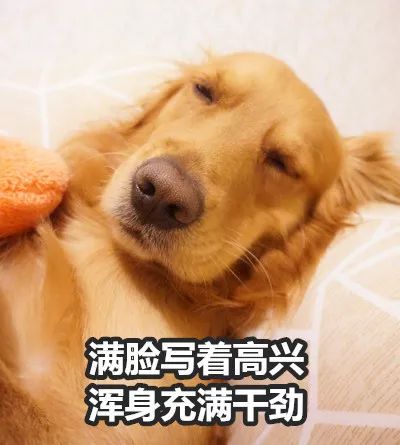 多少度狗狗会中暑,狗狗中暑打什么药